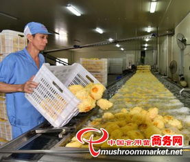 科技賦能產業升級，尤溪縣食用菌工廠化規模化發展駛入快車道